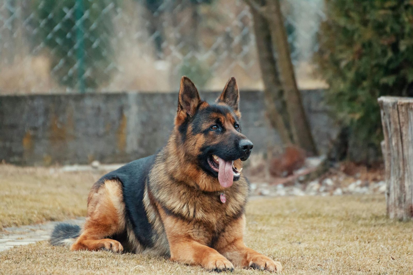 Close-up of a German Shepherd lying on grass, tongue out, outdoor setting.